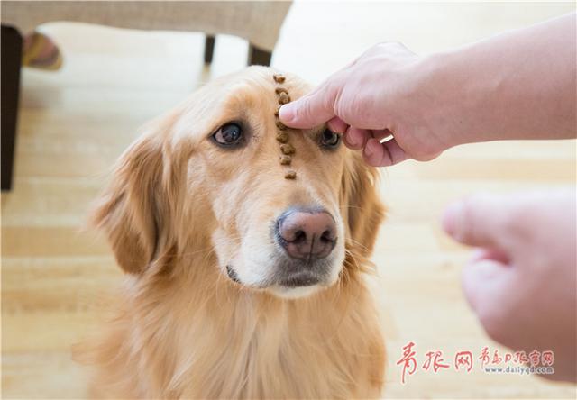 青岛这个咖啡馆有11只“汪星人”