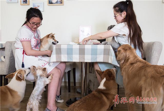 青岛这个咖啡馆有11只“汪星人”