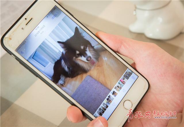 青岛这个咖啡馆有11只“汪星人”