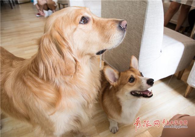 青岛这个咖啡馆有11只“汪星人”