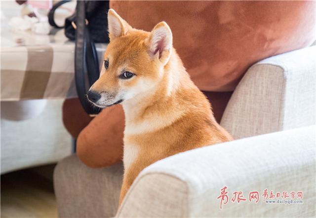 青岛这个咖啡馆有11只“汪星人”