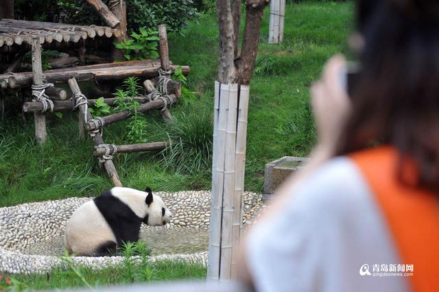 高清：实拍网红'脱裤'熊猫在青生活 9人伺候