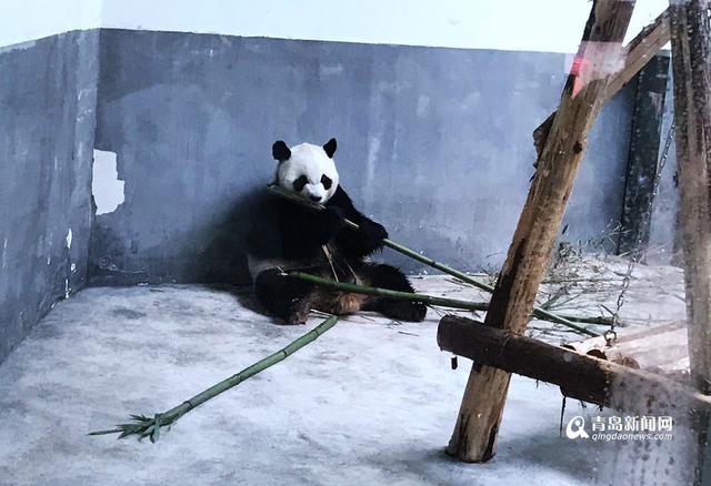 高清：实拍网红'脱裤'熊猫在青生活 9人伺候