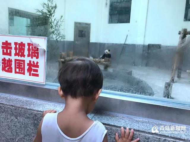 高清：实拍网红'脱裤'熊猫在青生活 9人伺候