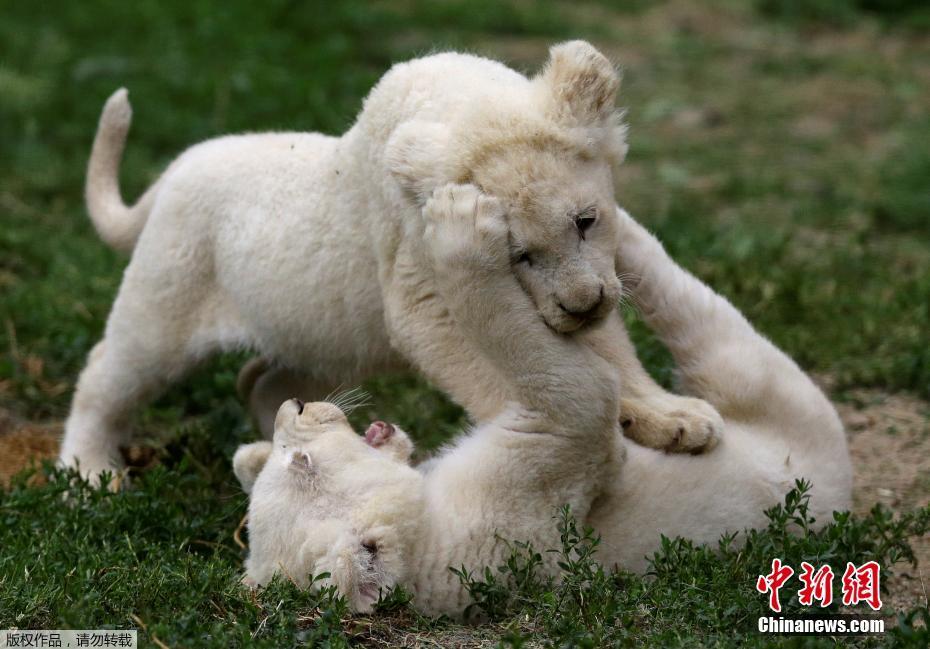 组图：动物园新生白狮幼崽亲昵瞬间萌化人心