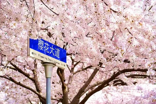 青岛地铁11号线年底开通，去崂山北九水、即墨洗温泉就太方便了！