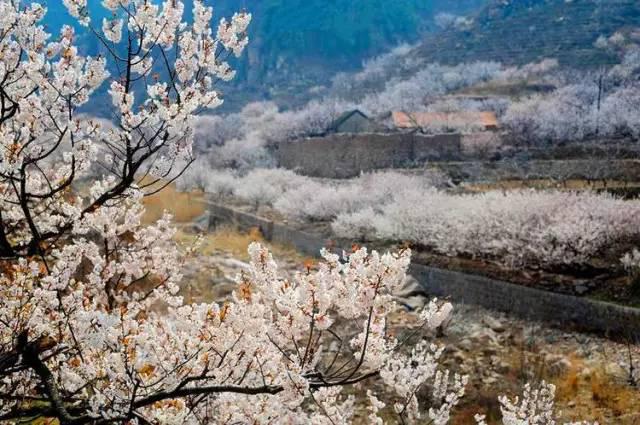 青岛地铁11号线年底开通，去崂山北九水、即墨洗温泉就太方便了！