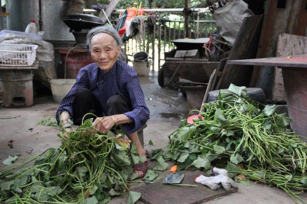 中国巴马，一名百岁老人在准备蔬菜