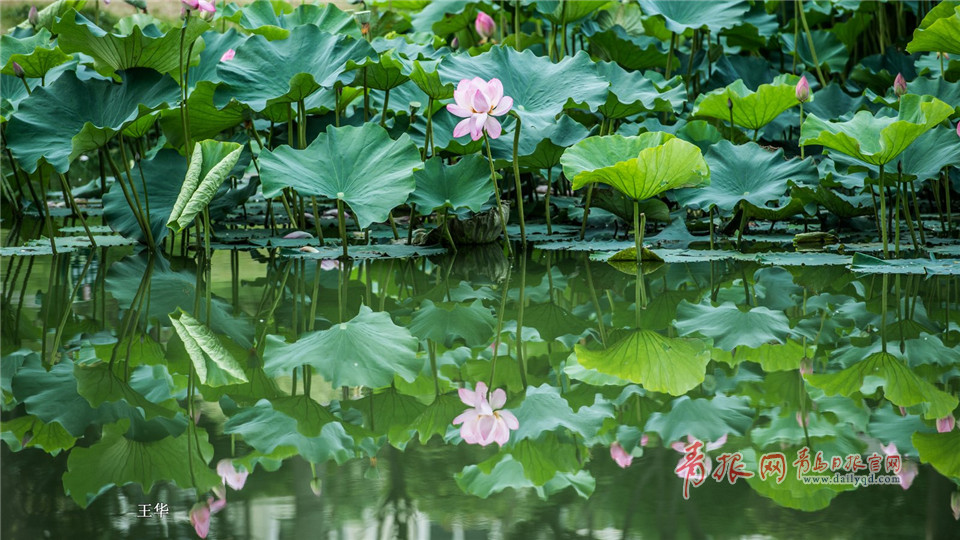 慢门拍雨后李村河：小瀑布曼妙似纱美景怡人