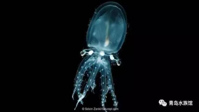 隐形生物?光线控制者?这些海洋生物有狡猾技能 隐形生物?光线控制者?这些海洋生物有狡猾技能