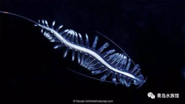 隐形生物?光线控制者?这些海洋生物有狡猾技能 隐形生物?光线控制者?这些海洋生物有狡猾技能