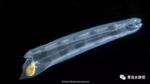 隐形生物?光线控制者?这些海洋生物有狡猾技能 隐形生物?光线控制者?这些海洋生物有狡猾技能