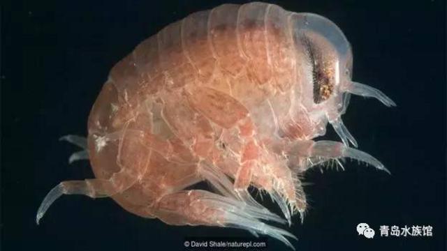 隐形生物?光线控制者?这些海洋生物有狡猾技能 隐形生物?光线控制者?这些海洋生物有狡猾技能