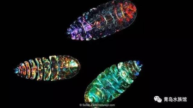 隐形生物?光线控制者?这些海洋生物有狡猾技能 隐形生物?光线控制者?这些海洋生物有狡猾技能