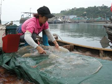 黄山社区海蜇进入捕捞季 一天上岸6万斤