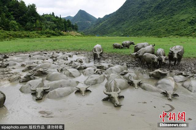 酷热难耐!湖北上百头水牛泥潭玩泥巴