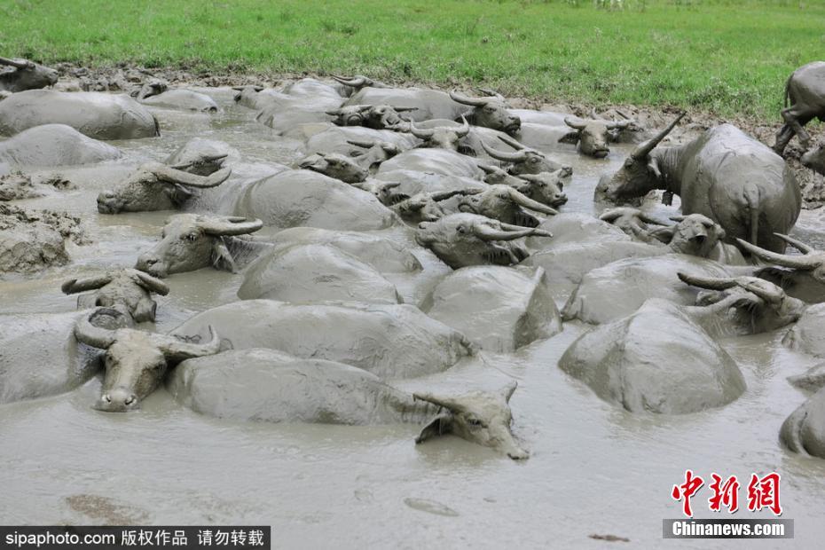 酷热难耐!湖北上百头水牛泥潭玩泥巴