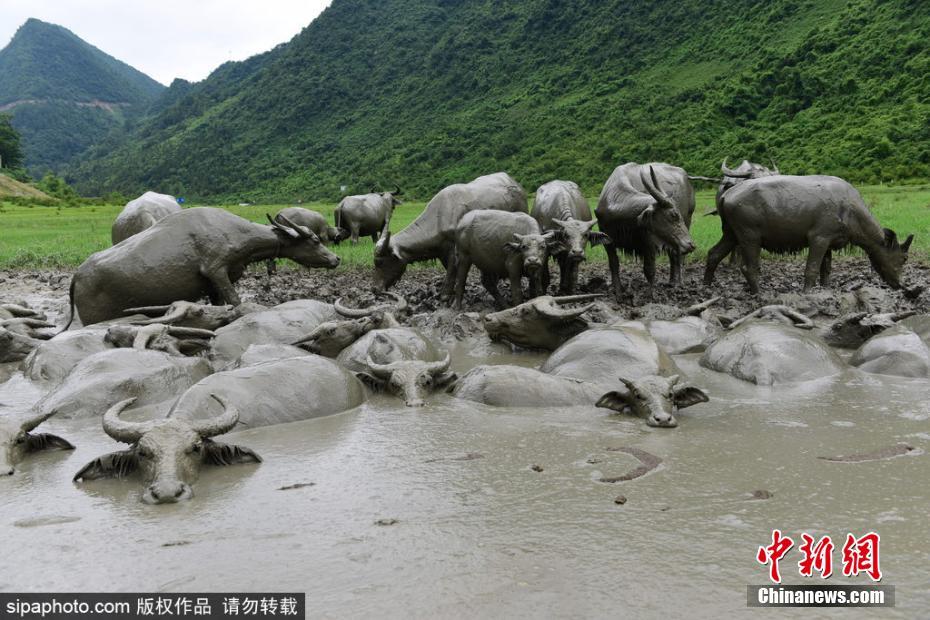 酷热难耐!湖北上百头水牛泥潭玩泥巴