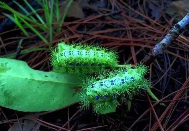 青岛农村常见的波刺毛儿加入菜单？ 卖200一斤