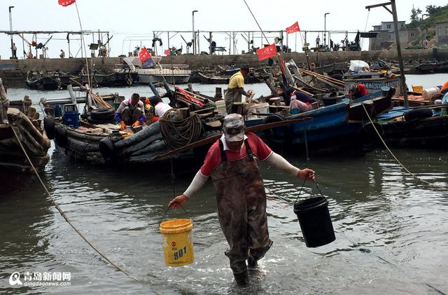 高清：探访特色海蜇第一村 黄山海蜇宴最馋人