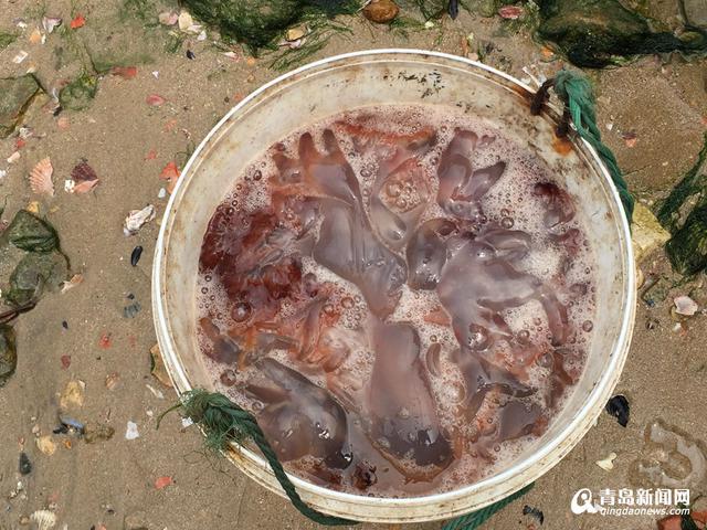 高清：探访特色海蜇第一村 黄山海蜇宴最馋人