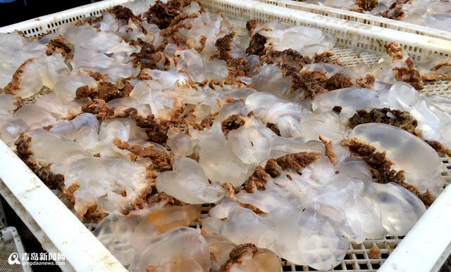 高清：探访特色海蜇第一村 黄山海蜇宴最馋人