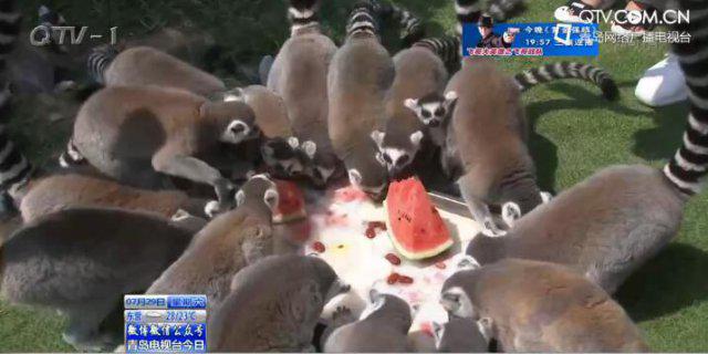 萌翻!狐猴河马吃西瓜降暑 老虎浴池泡澡(图) 萌翻!狐猴河马吃西瓜降暑 老虎浴池泡澡(图)