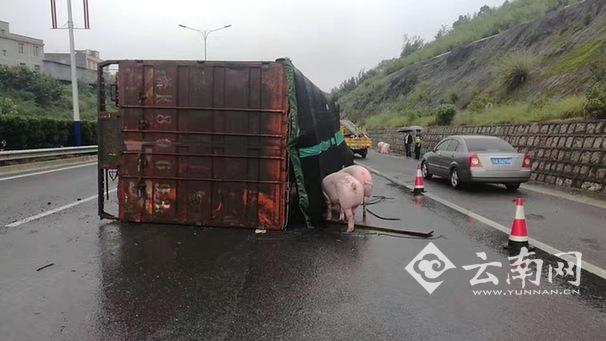 货车侧翻群猪雨中漫步高速路