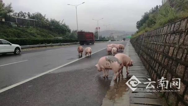 货车侧翻群猪雨中漫步高速路