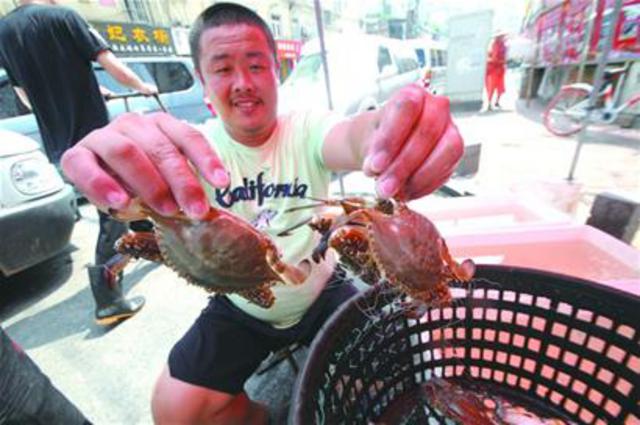 每天超10万斤南方梭蟹进青 平均每斤25元 每天超10万斤南方梭蟹进青 平均每斤25元
