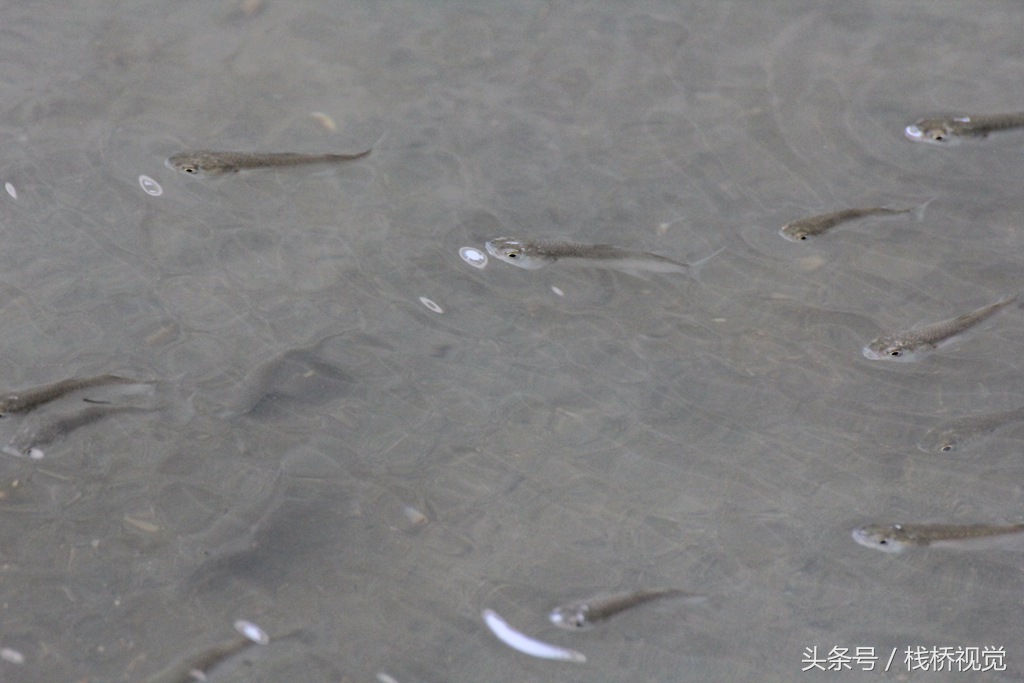 青岛近期大雨不断枯河涨水 胶州湾鱼群洄游引围观