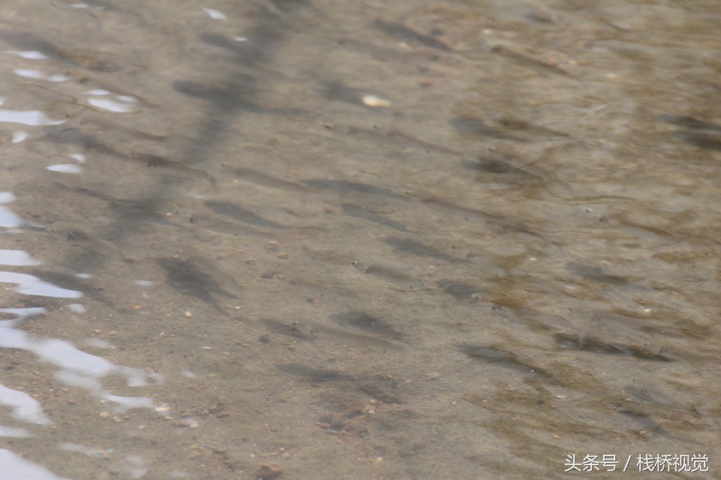 青岛近期大雨不断枯河涨水 胶州湾鱼群洄游引围观