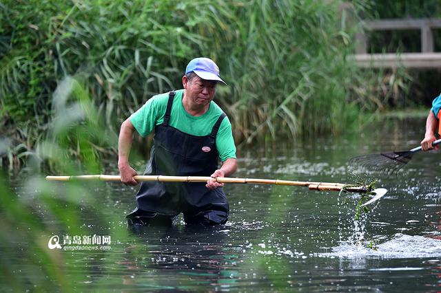 【青岛故事】李村老'河神':泡在水里守护清流