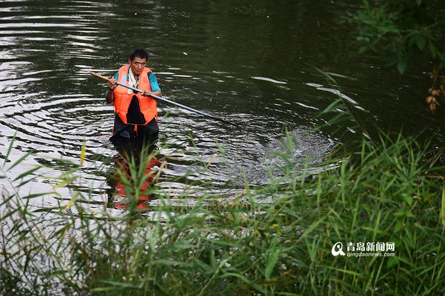 【青岛故事】李村老'河神':泡在水里守护清流