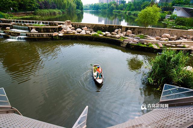 【青岛故事】李村老'河神':泡在水里守护清流