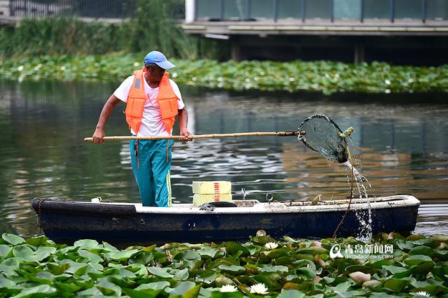 【青岛故事】李村老'河神':泡在水里守护清流