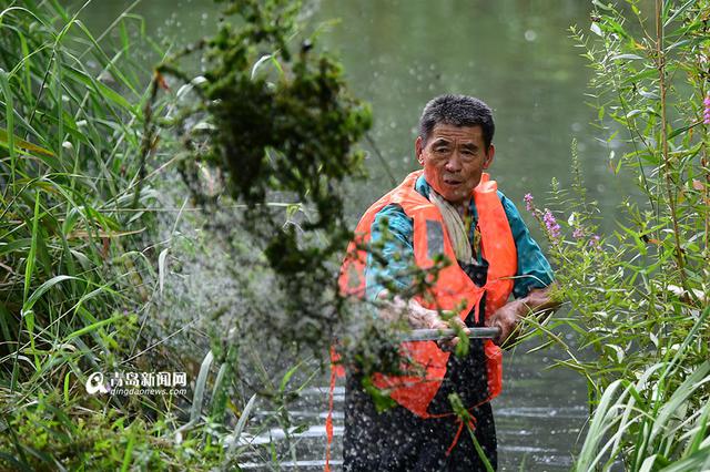 【青岛故事】李村老'河神':泡在水里守护清流