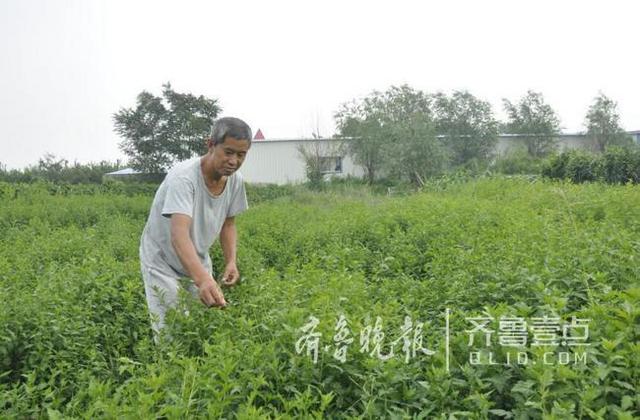 平度6旬翁建野菜种植繁育基地 野菜品种30多个 平度6旬翁建野菜种植繁育基地 野菜品种30多个