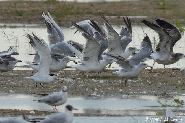 大批鸥鸟迁回胶州湾湿地 惊现世界级濒危候鸟