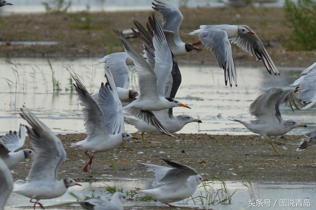 大批鸥鸟迁回胶州湾湿地 惊现世界级濒危候鸟