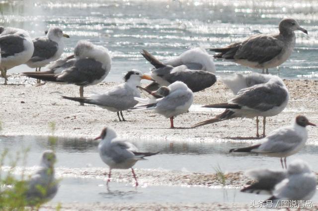 大批鸥鸟迁回胶州湾湿地 惊现世界级濒危候鸟