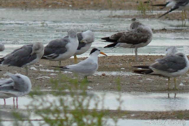 大批鸥鸟迁回胶州湾湿地 惊现世界级濒危候鸟