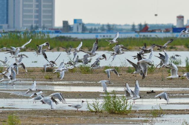 大批鸥鸟迁回胶州湾湿地 惊现世界级濒危候鸟