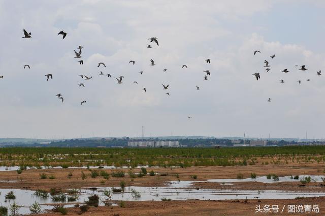 大批鸥鸟迁回胶州湾湿地 惊现世界级濒危候鸟