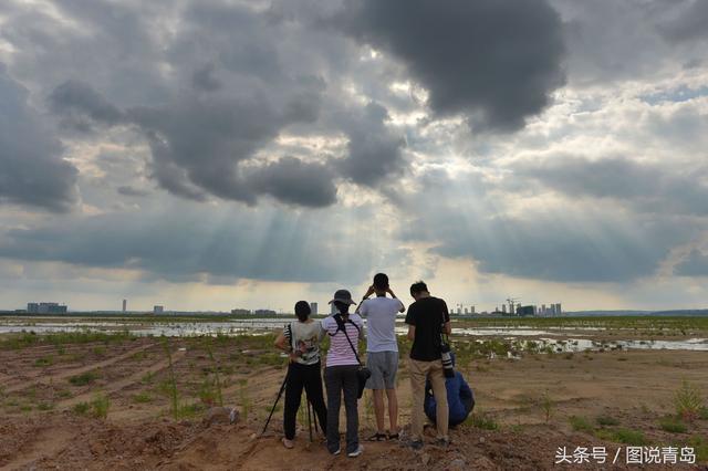 大批鸥鸟迁回胶州湾湿地 惊现世界级濒危候鸟
