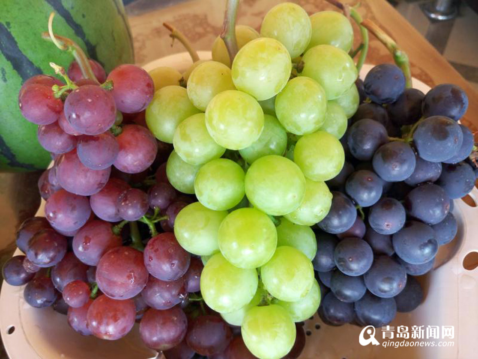 灵珠山葡萄进入采摘季 门票60元持续至10月底