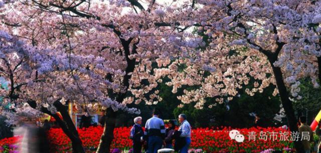 三月青岛踏春游15大圣地