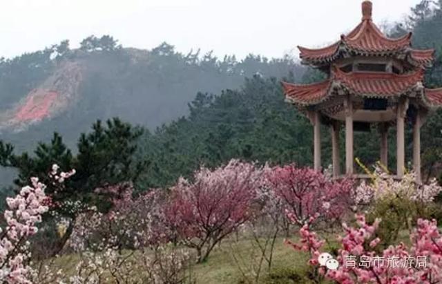 三月青岛踏春游15大圣地