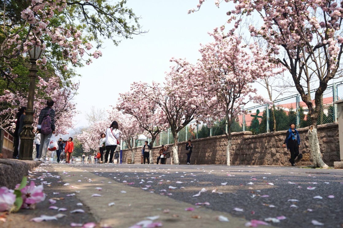 八大关已成花海 速来! - 青岛新闻网