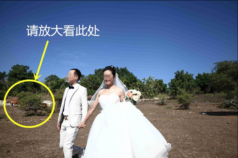 夫妻赴巴厘岛拍婚纱照拍出乡土味 被朋友嘲笑